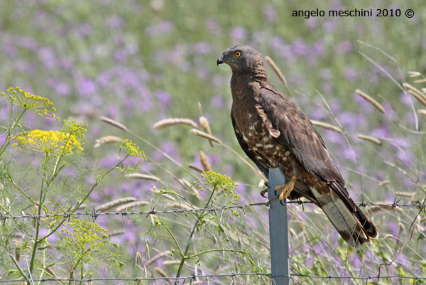 falco pecchiaiolo